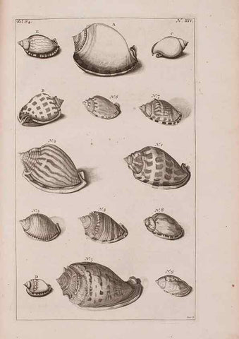 Reproducción/Reproduction 36696164550: D'Amboinsche Rariteitkamer ... :. T'Amsterdam :Gedrukt by François Halma,1705.