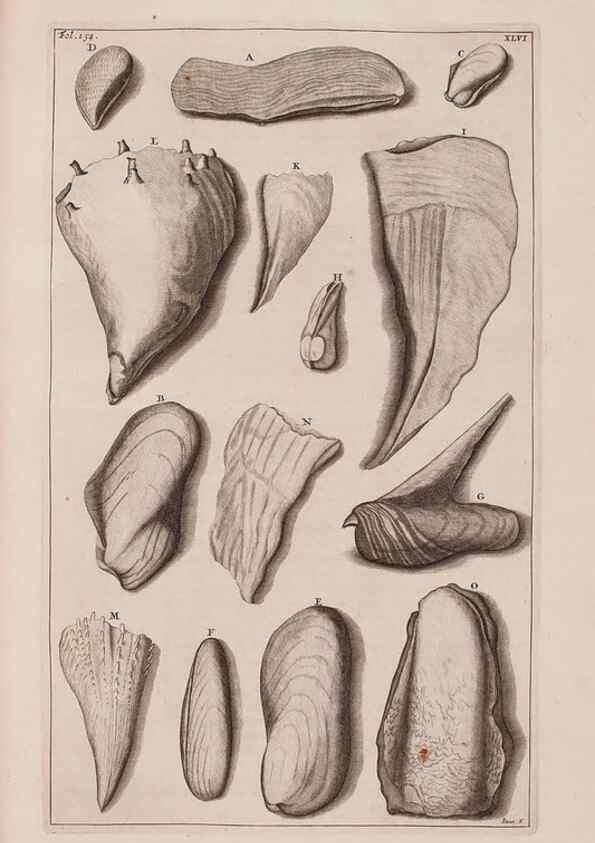 Reproducción/Reproduction 36904263696: D'Amboinsche Rariteitkamer ... :. T'Amsterdam :Gedrukt by François Halma,1705.