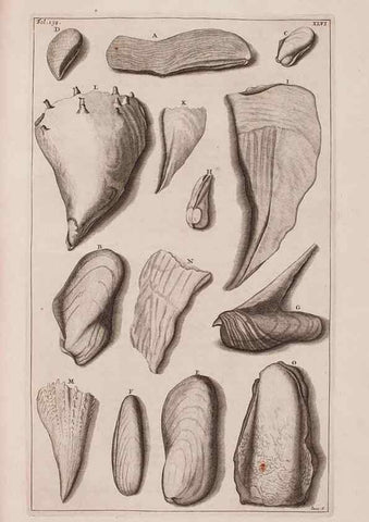 Reproducción/Reproduction 36904263696: D'Amboinsche Rariteitkamer ... :. T'Amsterdam :Gedrukt by François Halma,1705.