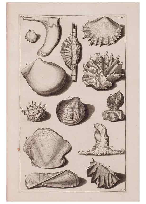 Reproducción/Reproduction 36904264886: D'Amboinsche Rariteitkamer ... :. T'Amsterdam :Gedrukt by François Halma,1705.