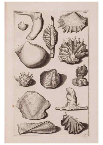 Reproducción/Reproduction 36904264886: D'Amboinsche Rariteitkamer ... :. T'Amsterdam :Gedrukt by François Halma,1705.