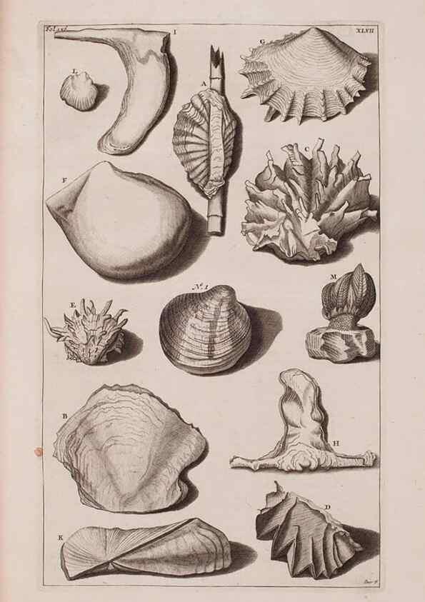 Reproducción/Reproduction 36904264886: D'Amboinsche Rariteitkamer ... :. T'Amsterdam :Gedrukt by François Halma,1705.