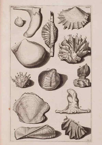 Reproducción/Reproduction 36904264886: D'Amboinsche Rariteitkamer ... :. T'Amsterdam :Gedrukt by François Halma,1705.
