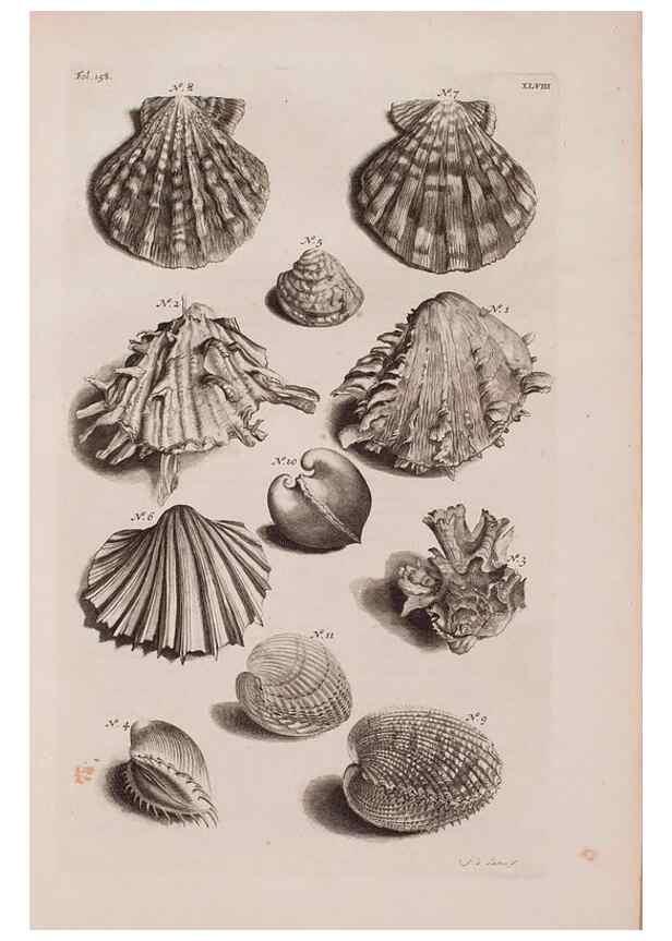 Reproducción/Reproduction 36904266006: D'Amboinsche Rariteitkamer ... :. T'Amsterdam :Gedrukt by François Halma,1705.