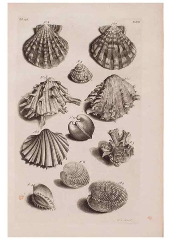 Reproducción/Reproduction 36904266006: D'Amboinsche Rariteitkamer ... :. T'Amsterdam :Gedrukt by François Halma,1705.