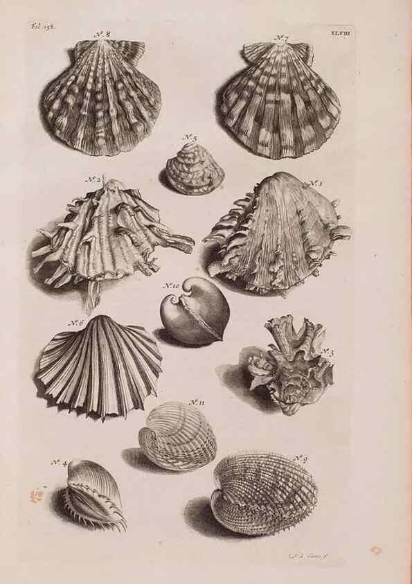 Reproducción/Reproduction 36904266006: D'Amboinsche Rariteitkamer ... :. T'Amsterdam :Gedrukt by François Halma,1705.