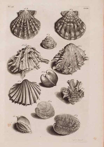 Reproducción/Reproduction 36904266006: D'Amboinsche Rariteitkamer ... :. T'Amsterdam :Gedrukt by François Halma,1705.