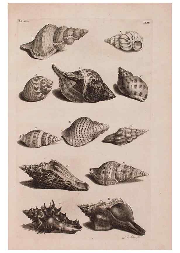 Reproducción/Reproduction 37092631055: D'Amboinsche Rariteitkamer ... :. T'Amsterdam :Gedrukt by François Halma,1705.