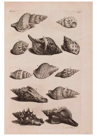 Reproducción/Reproduction 37092631055: D'Amboinsche Rariteitkamer ... :. T'Amsterdam :Gedrukt by François Halma,1705.