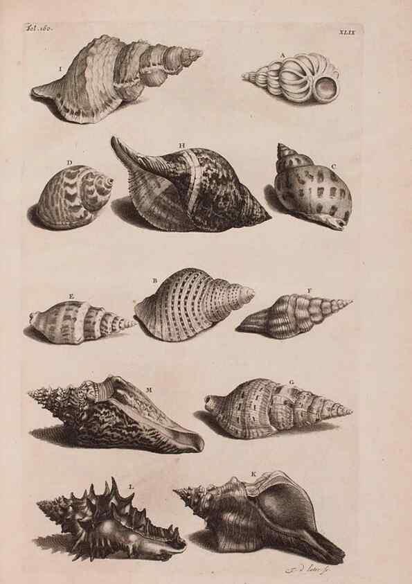Reproducción/Reproduction 37092631055: D'Amboinsche Rariteitkamer ... :. T'Amsterdam :Gedrukt by François Halma,1705.
