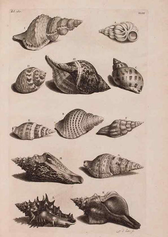 Reproducción/Reproduction 37092631055: D'Amboinsche Rariteitkamer ... :. T'Amsterdam :Gedrukt by François Halma,1705.