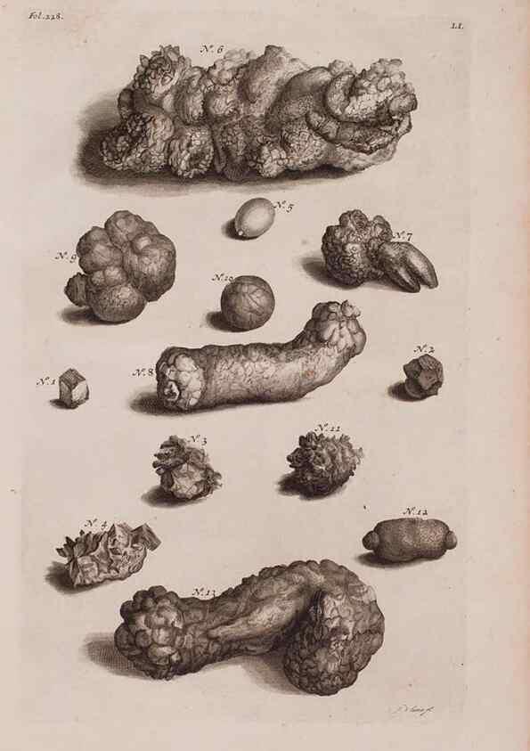 Reproducción/Reproduction 36922381372: D'Amboinsche Rariteitkamer ... :. T'Amsterdam :Gedrukt by François Halma,1705.