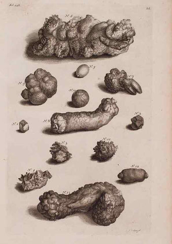 Reproducción/Reproduction 36922381372: D'Amboinsche Rariteitkamer ... :. T'Amsterdam :Gedrukt by François Halma,1705.