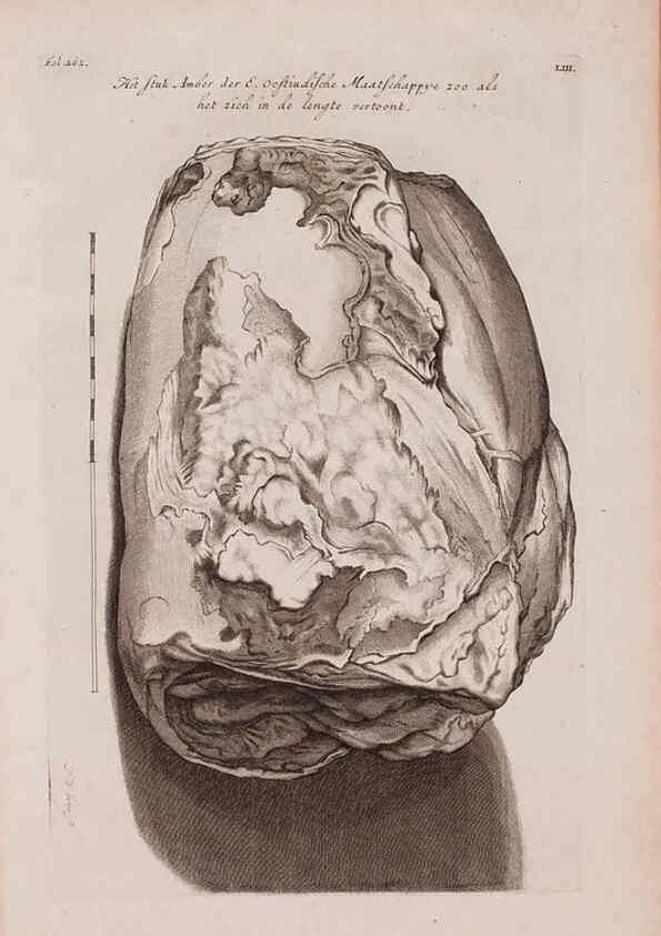 Reproducción/Reproduction 36922387062: D'Amboinsche Rariteitkamer ... :. T'Amsterdam :Gedrukt by François Halma,1705.