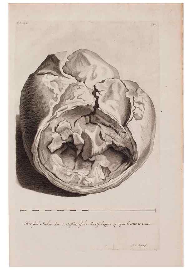 Reproducción/Reproduction 36922389512: D'Amboinsche Rariteitkamer ... :. T'Amsterdam :Gedrukt by François Halma,1705.