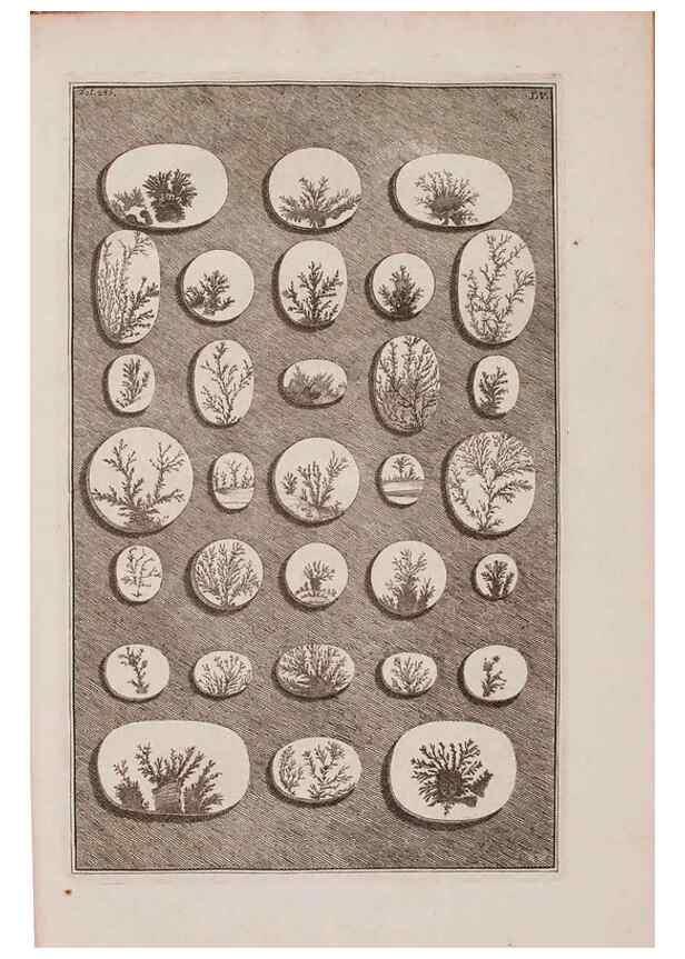 Reproducción/Reproduction 37092643125: D'Amboinsche Rariteitkamer ... :. T'Amsterdam :Gedrukt by François Halma,1705.