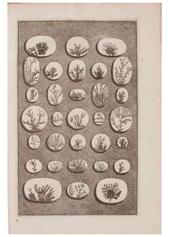 Reproducción/Reproduction 37092643125: D'Amboinsche Rariteitkamer ... :. T'Amsterdam :Gedrukt by François Halma,1705.