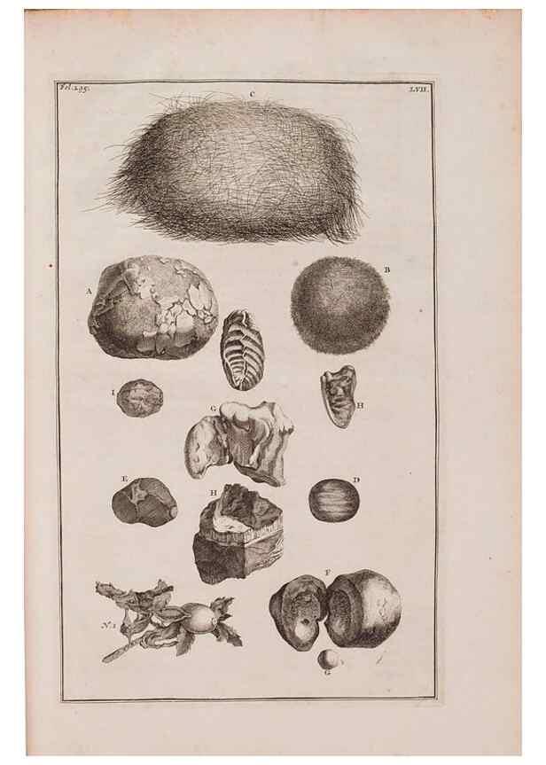 Reproducción/Reproduction 36696215350: D'Amboinsche Rariteitkamer ... :. T'Amsterdam :Gedrukt by François Halma,1705.