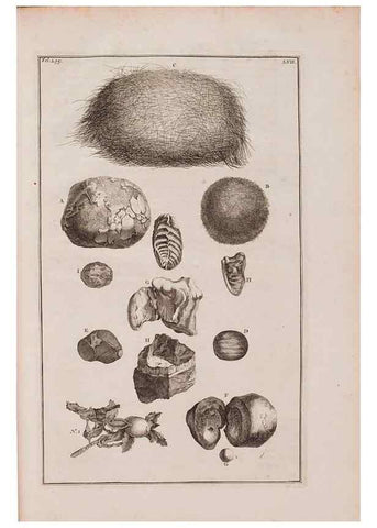 Reproducción/Reproduction 36696215350: D'Amboinsche Rariteitkamer ... :. T'Amsterdam :Gedrukt by François Halma,1705.