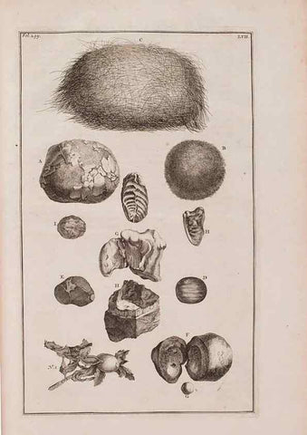 Reproducción/Reproduction 36696215350: D'Amboinsche Rariteitkamer ... :. T'Amsterdam :Gedrukt by François Halma,1705.