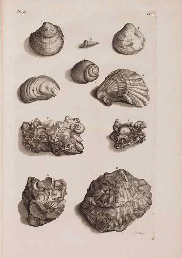 Reproducción/Reproduction 36696217610: D'Amboinsche Rariteitkamer ... :. T'Amsterdam :Gedrukt by François Halma,1705.
