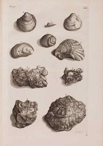 Reproducción/Reproduction 36696217610: D'Amboinsche Rariteitkamer ... :. T'Amsterdam :Gedrukt by François Halma,1705.