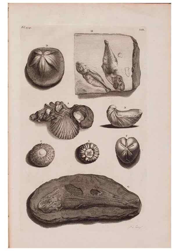 Reproducción/Reproduction 36696219280: D'Amboinsche Rariteitkamer ... :. T'Amsterdam :Gedrukt by François Halma,1705.