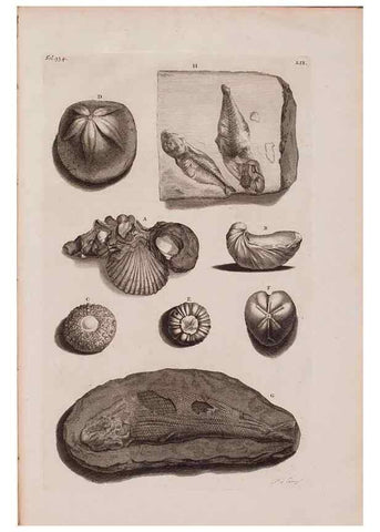 Reproducción/Reproduction 36696219280: D'Amboinsche Rariteitkamer ... :. T'Amsterdam :Gedrukt by François Halma,1705.