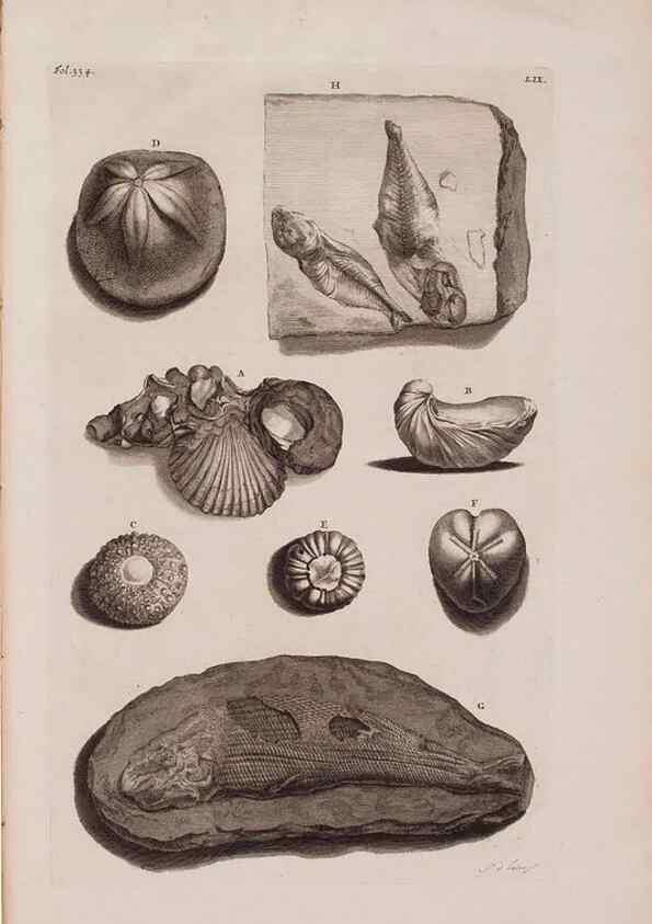 Reproducción/Reproduction 36696219280: D'Amboinsche Rariteitkamer ... :. T'Amsterdam :Gedrukt by François Halma,1705.
