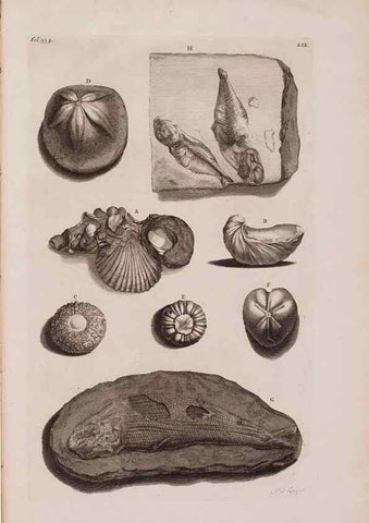 Reproducción/Reproduction 36696219280: D'Amboinsche Rariteitkamer ... :. T'Amsterdam :Gedrukt by François Halma,1705.
