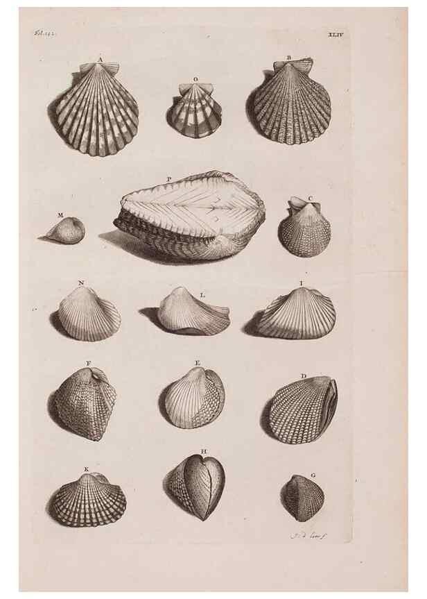 Reproducción/Reproduction 36279513483: D'Amboinsche Rariteitkamer ... :. T'Amsterdam :Gedrukt by François Halma,1705.