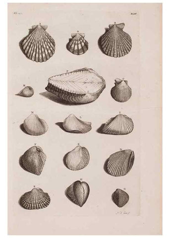 Reproducción/Reproduction 36279513483: D'Amboinsche Rariteitkamer ... :. T'Amsterdam :Gedrukt by François Halma,1705.