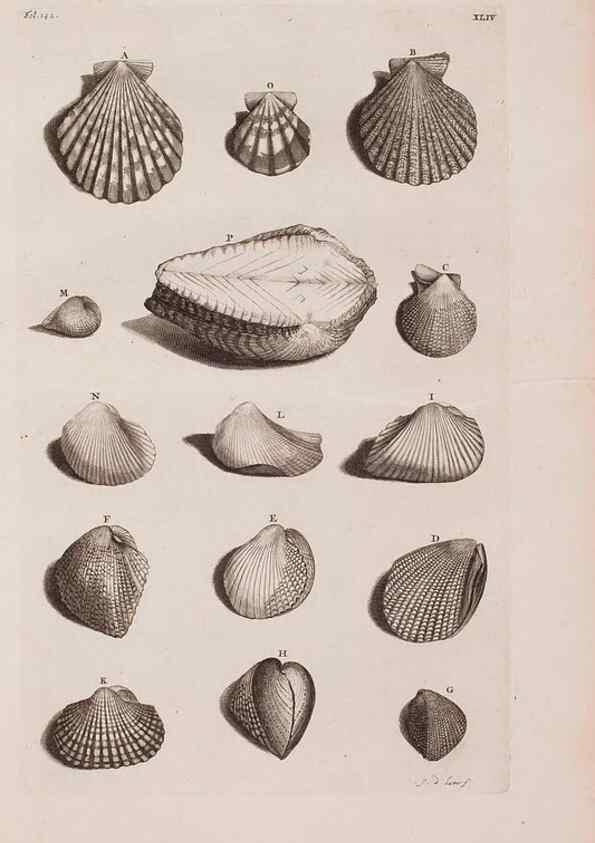 Reproducción/Reproduction 36279513483: D'Amboinsche Rariteitkamer ... :. T'Amsterdam :Gedrukt by François Halma,1705.