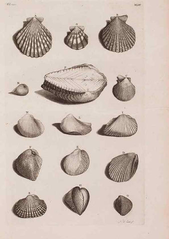 Reproducción/Reproduction 36279513483: D'Amboinsche Rariteitkamer ... :. T'Amsterdam :Gedrukt by François Halma,1705.