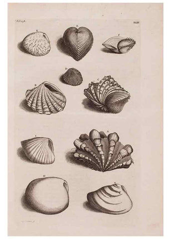 Reproducción/Reproduction 36904258356: D'Amboinsche Rariteitkamer ... :. T'Amsterdam :Gedrukt by François Halma,1705.