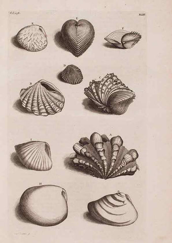 Reproducción/Reproduction 36904258356: D'Amboinsche Rariteitkamer ... :. T'Amsterdam :Gedrukt by François Halma,1705.
