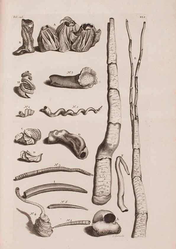 Reproducción/Reproduction 36904257166: D'Amboinsche Rariteitkamer ... :. T'Amsterdam :Gedrukt by François Halma,1705.