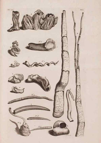 Reproducción/Reproduction 36904257166: D'Amboinsche Rariteitkamer ... :. T'Amsterdam :Gedrukt by François Halma,1705.
