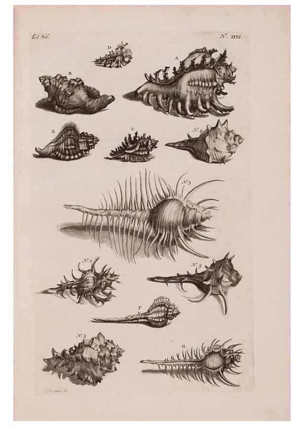 Reproducción/Reproduction 36696166080: D'Amboinsche Rariteitkamer ... :. T'Amsterdam :Gedrukt by François Halma,1705.