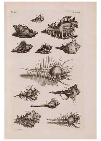 Reproducción/Reproduction 36696166080: D'Amboinsche Rariteitkamer ... :. T'Amsterdam :Gedrukt by François Halma,1705.