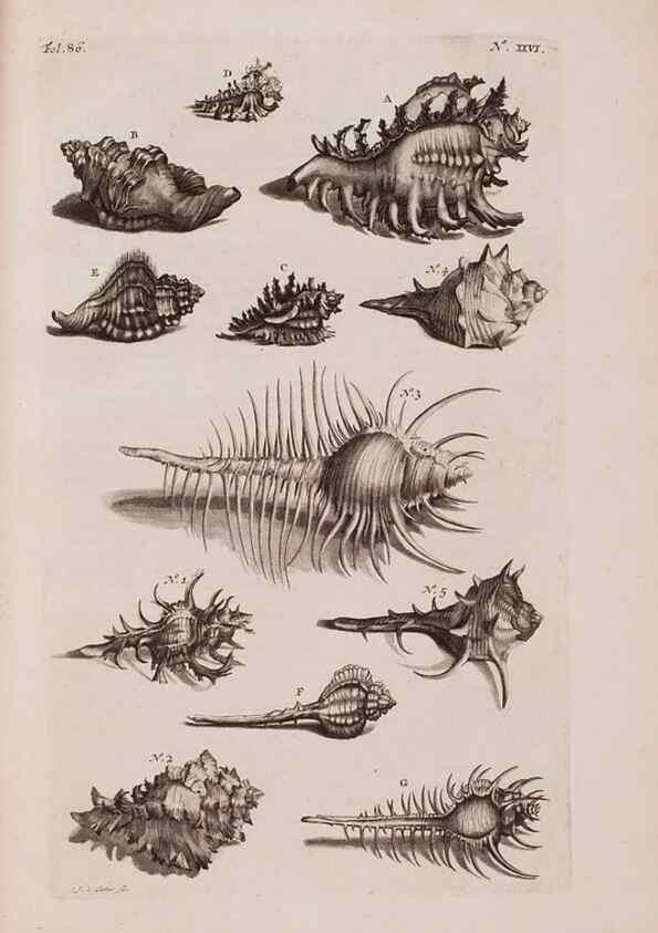 Reproducción/Reproduction 36696166080: D'Amboinsche Rariteitkamer ... :. T'Amsterdam :Gedrukt by François Halma,1705.