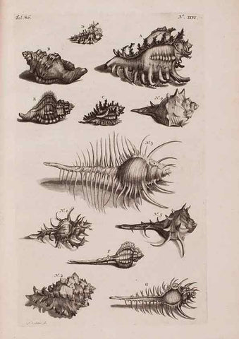 Reproducción/Reproduction 36696166080: D'Amboinsche Rariteitkamer ... :. T'Amsterdam :Gedrukt by François Halma,1705.