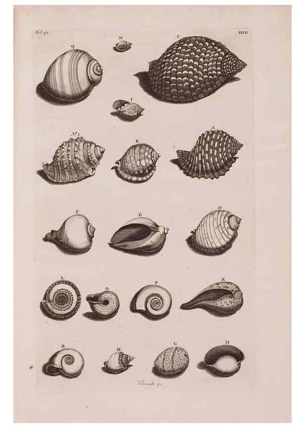 Reproducción/Reproduction 36951183401: D'Amboinsche Rariteitkamer ... :. T'Amsterdam :Gedrukt by François Halma,1705.