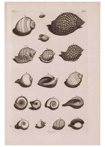 Reproducción/Reproduction 36951183401: D'Amboinsche Rariteitkamer ... :. T'Amsterdam :Gedrukt by François Halma,1705.