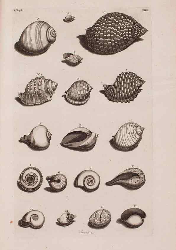 Reproducción/Reproduction 36951183401: D'Amboinsche Rariteitkamer ... :. T'Amsterdam :Gedrukt by François Halma,1705.