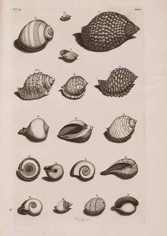 Reproducción/Reproduction 36951183401: D'Amboinsche Rariteitkamer ... :. T'Amsterdam :Gedrukt by François Halma,1705.