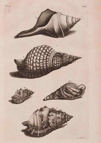 Reproducción/Reproduction 36951185881: D'Amboinsche Rariteitkamer ... :. T'Amsterdam :Gedrukt by François Halma,1705.