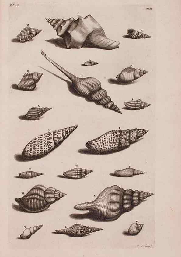 Reproducción/Reproduction 36951187911: D'Amboinsche Rariteitkamer ... :. T'Amsterdam :Gedrukt by François Halma,1705.