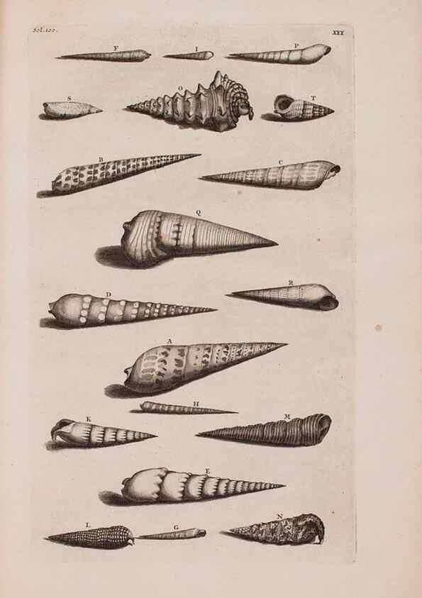 Reproducción/Reproduction 36951189971: D'Amboinsche Rariteitkamer ... :. T'Amsterdam :Gedrukt by François Halma,1705.