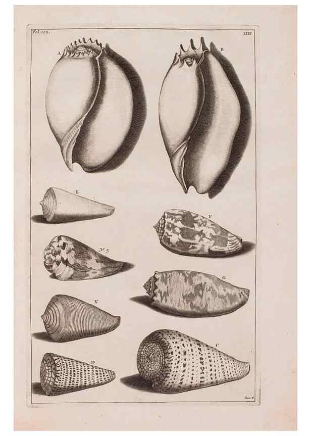 Reproducción/Reproduction 36951192161: D'Amboinsche Rariteitkamer ... :. T'Amsterdam :Gedrukt by François Halma,1705.